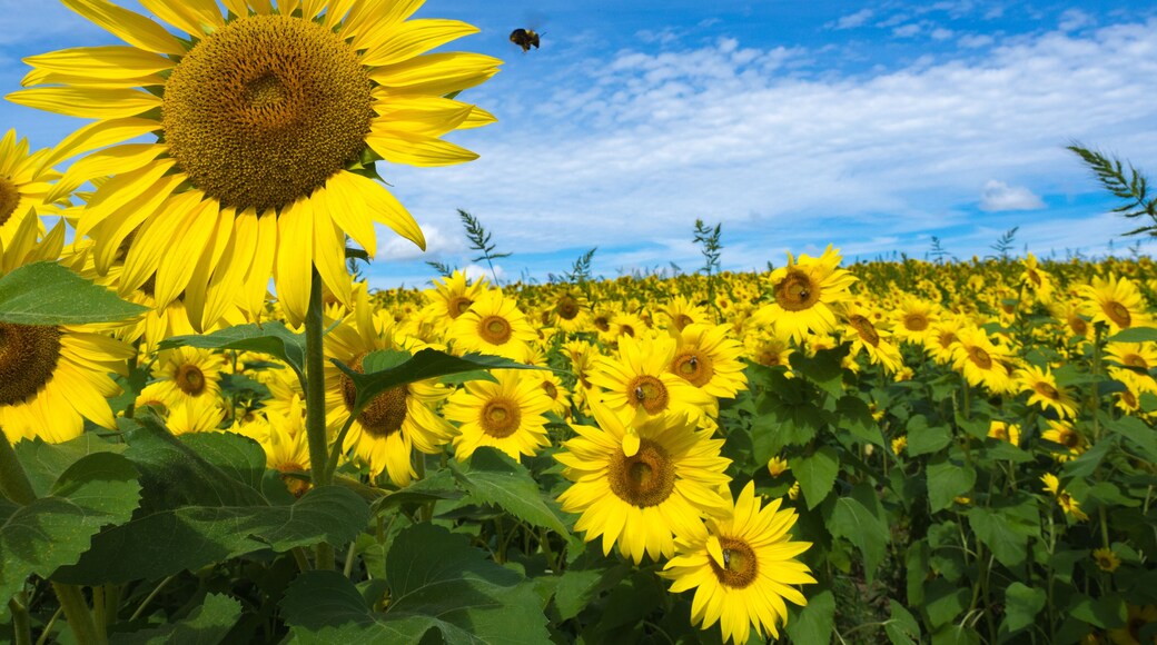 Sunflowers and bumble bees at Colby Farm