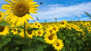 Sunflowers and bumble bees at Colby Farm