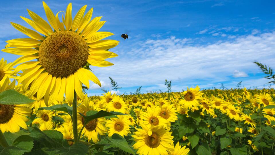 Sunflowers and bumble bees at Colby Farm