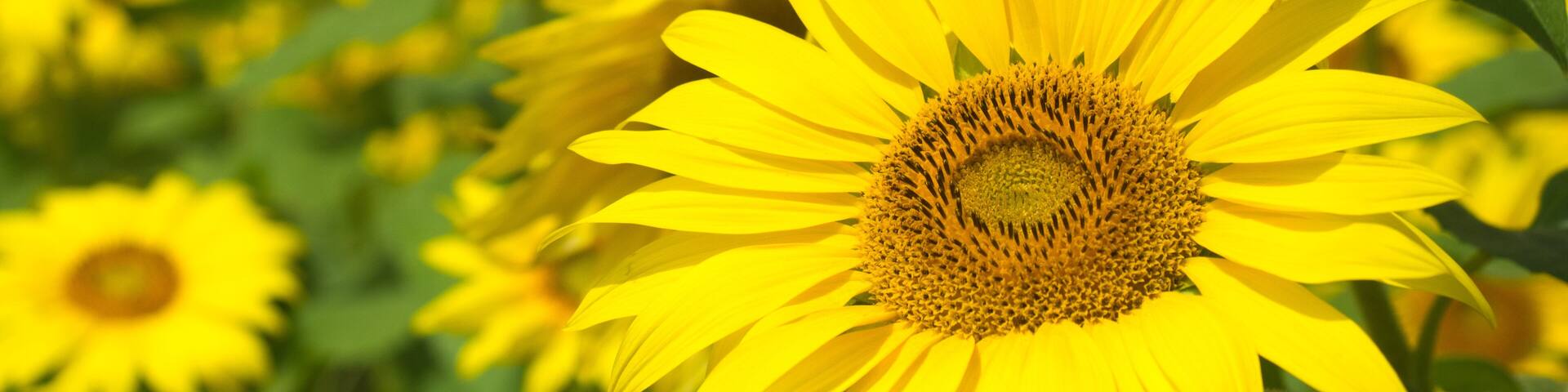 Sunflowers in Bloom at Colby Farm