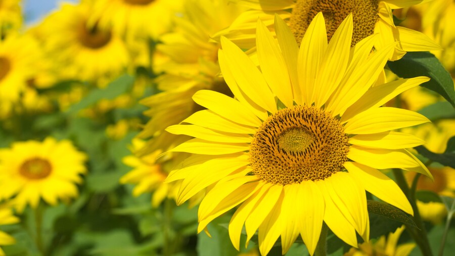 Sunflowers in Bloom at Colby Farm