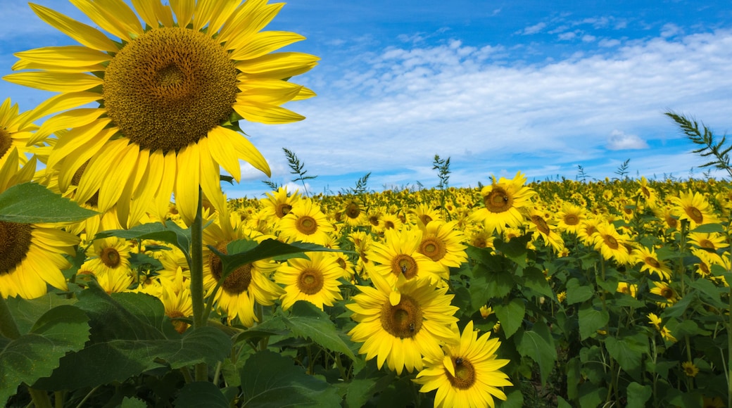 Sunflowers in Bloom at Colby Farm