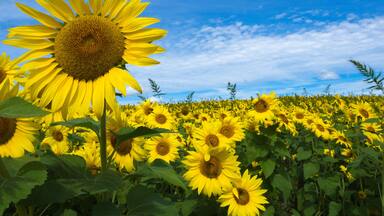 Sunflowers in Bloom at Colby Farm