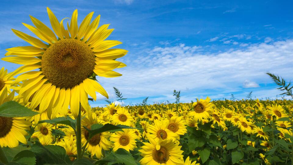 Sunflowers in Bloom at Colby Farm