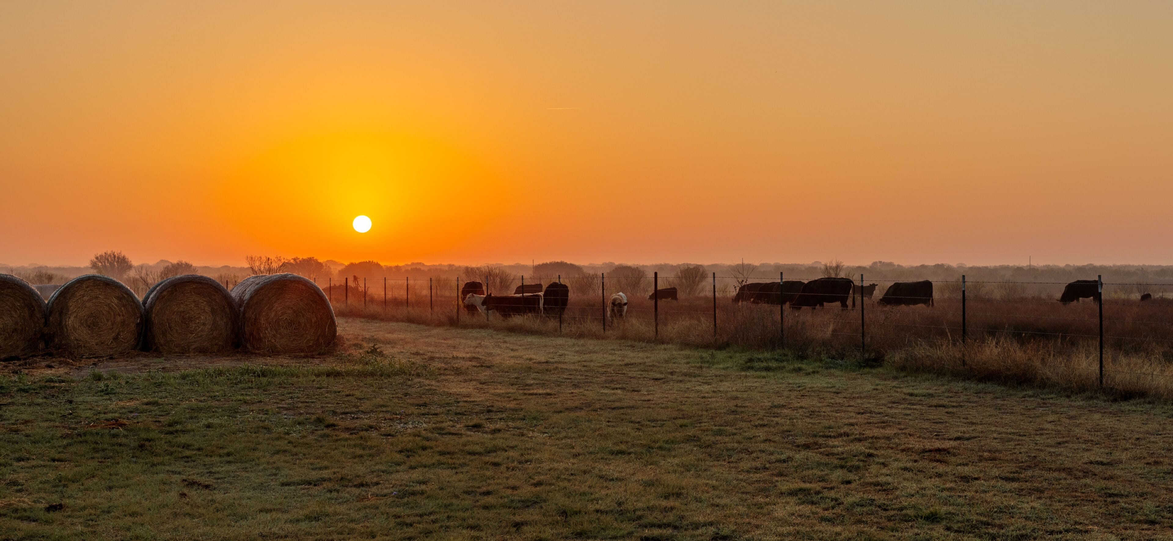 Ranch Morning