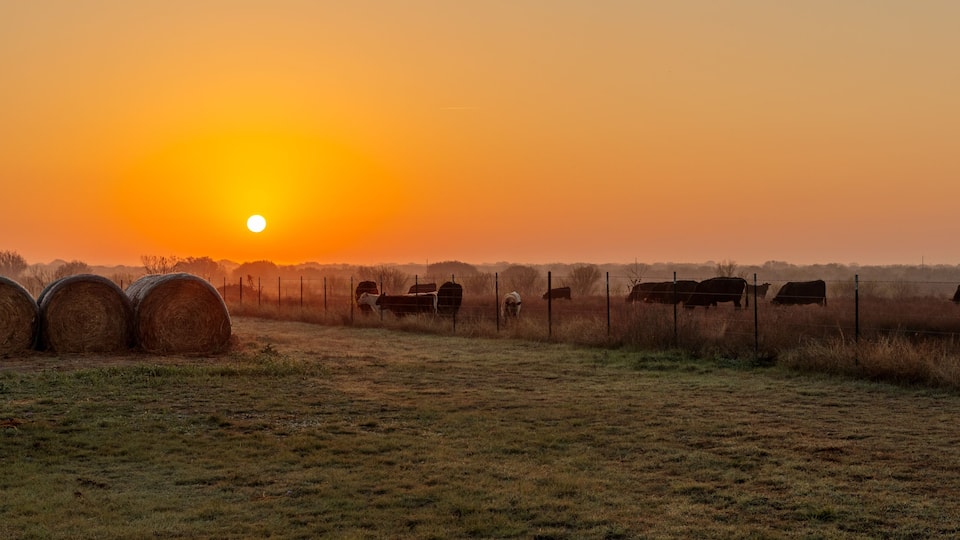 A sunset over a rural landscape with hay bales and cows.