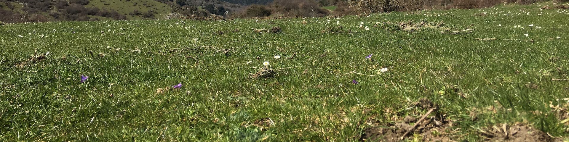 Madonie (Piano farina)