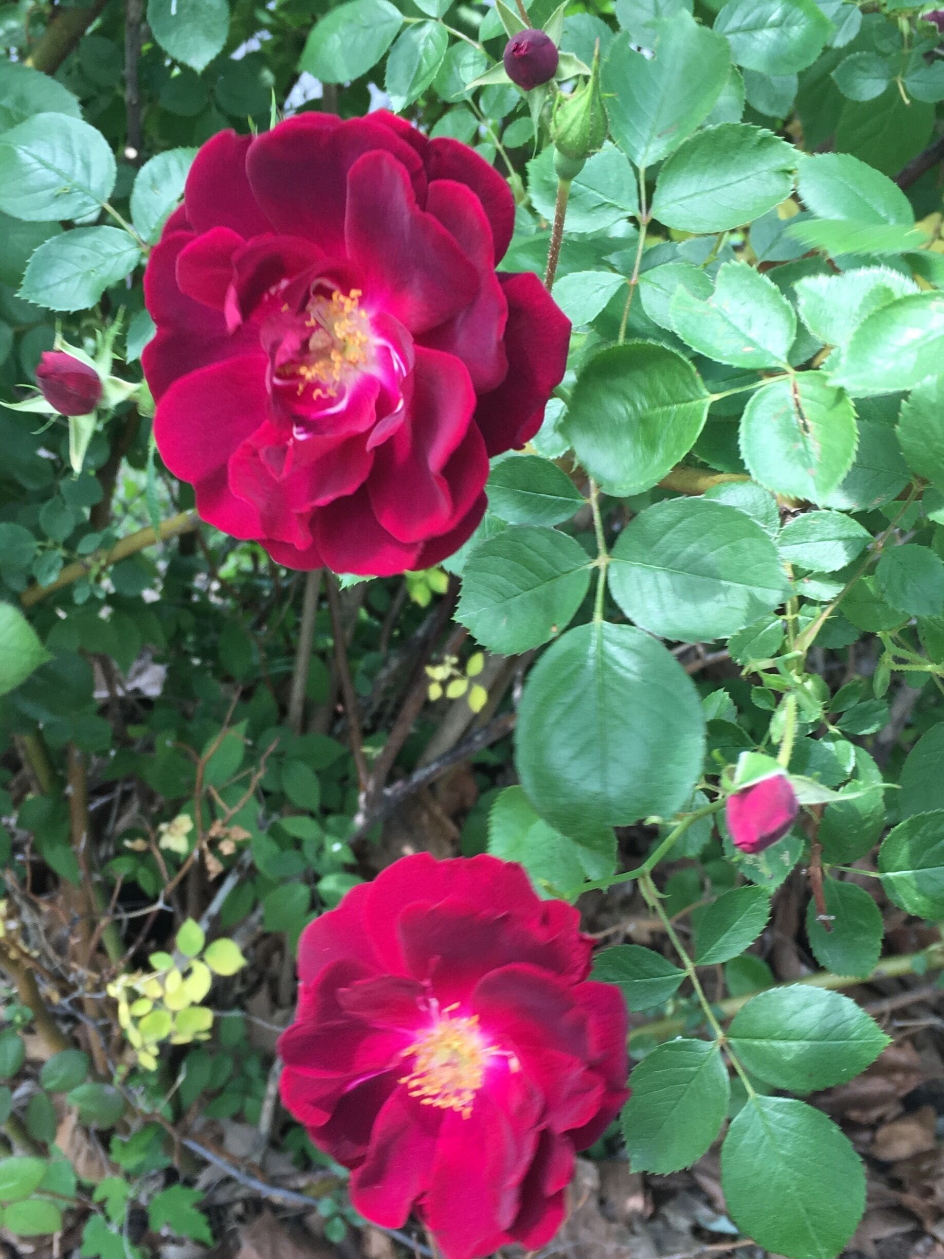 Started blooming ☀️