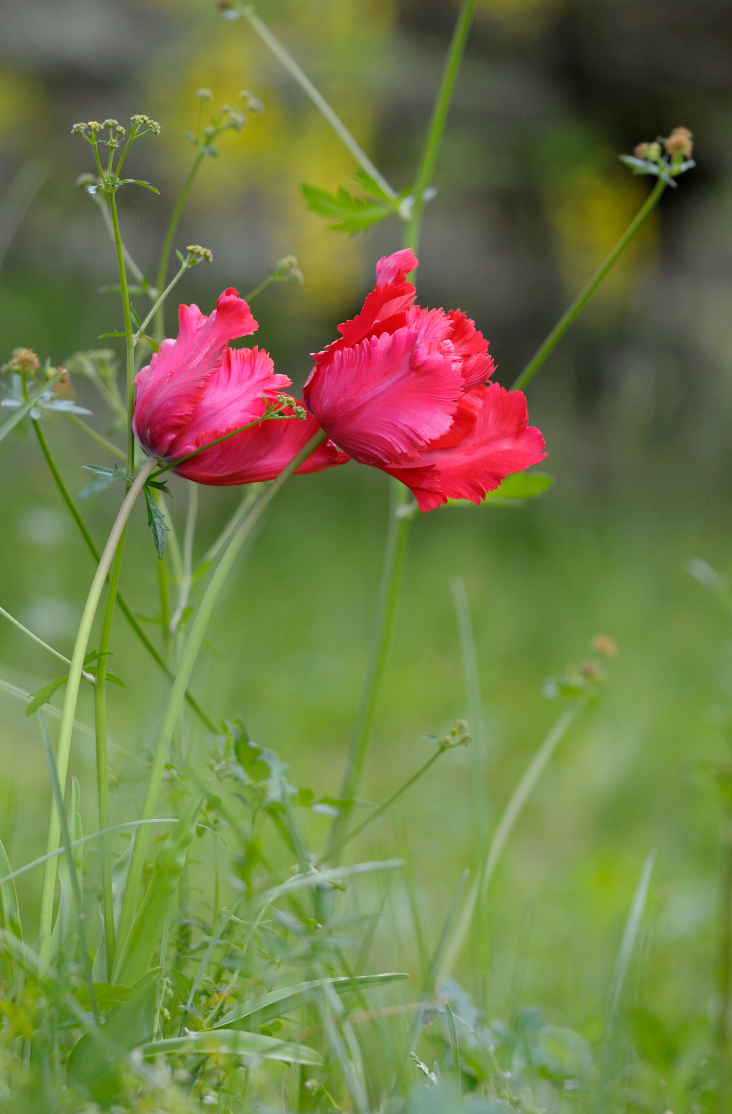 Tulip, Cowichan Valley, Vancouver Island, British Columbia, Canada