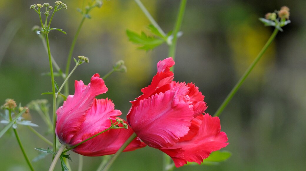 Tulip, Cowichan Valley, Vancouver Island, British Columbia, Canada