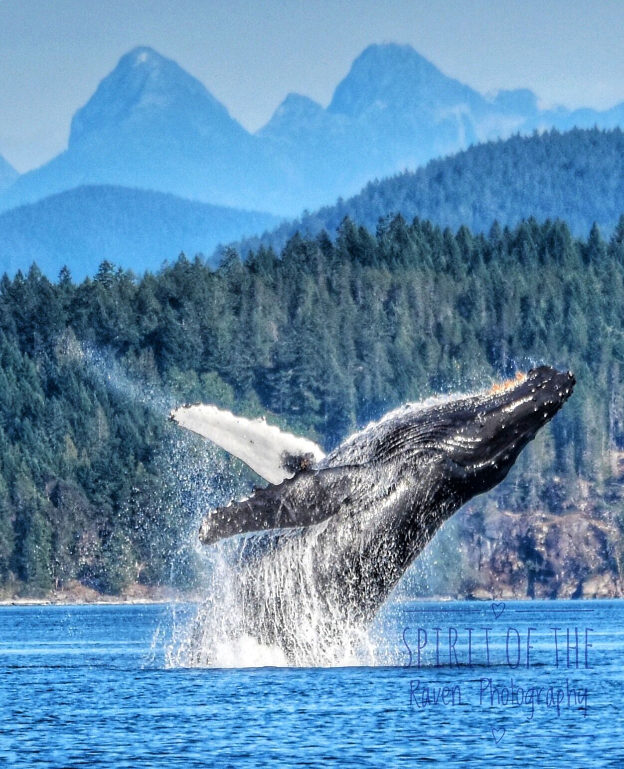 A humpback whale breaching with a forested mountain range in the background.