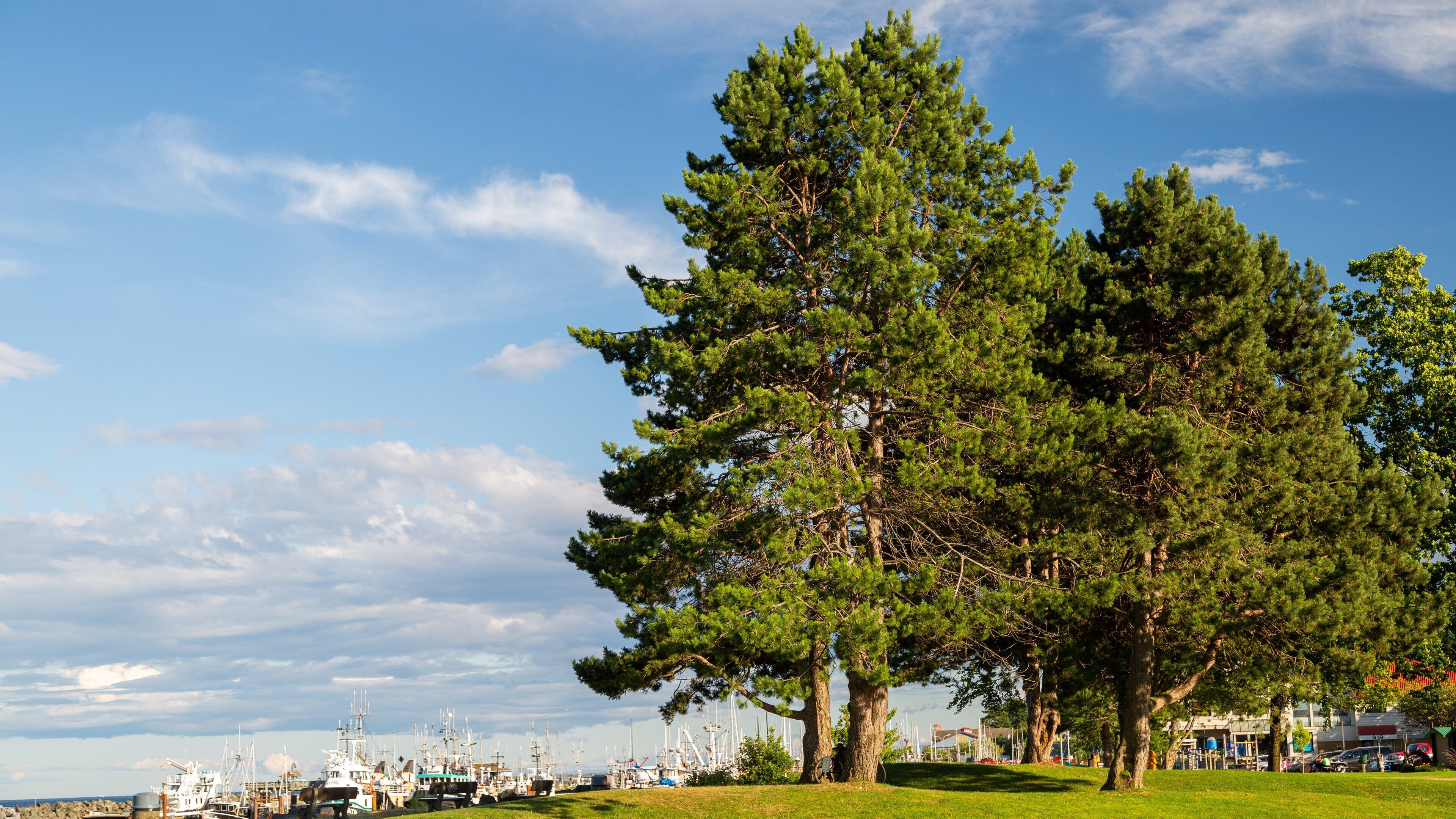 A coastal marina with several boats docked, a large pine tree, and a clear sky.