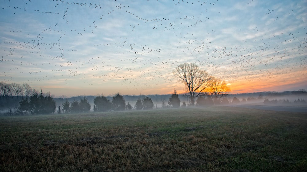 Ein Feld mit einem Baum, der vor einem Sonnenuntergangshimmel in Silhouette steht, umgeben von einer Vogelschwarme.