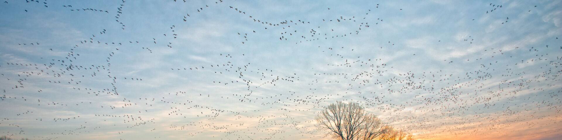 A field with a tree silhouetted against a sunset sky, surrounded by a flock of birds.