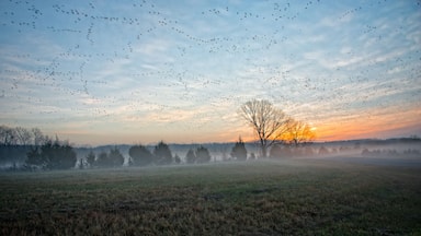 Un champ avec un arbre se détachant sur le ciel au coucher du soleil, entouré d’un vol d’oiseaux.
