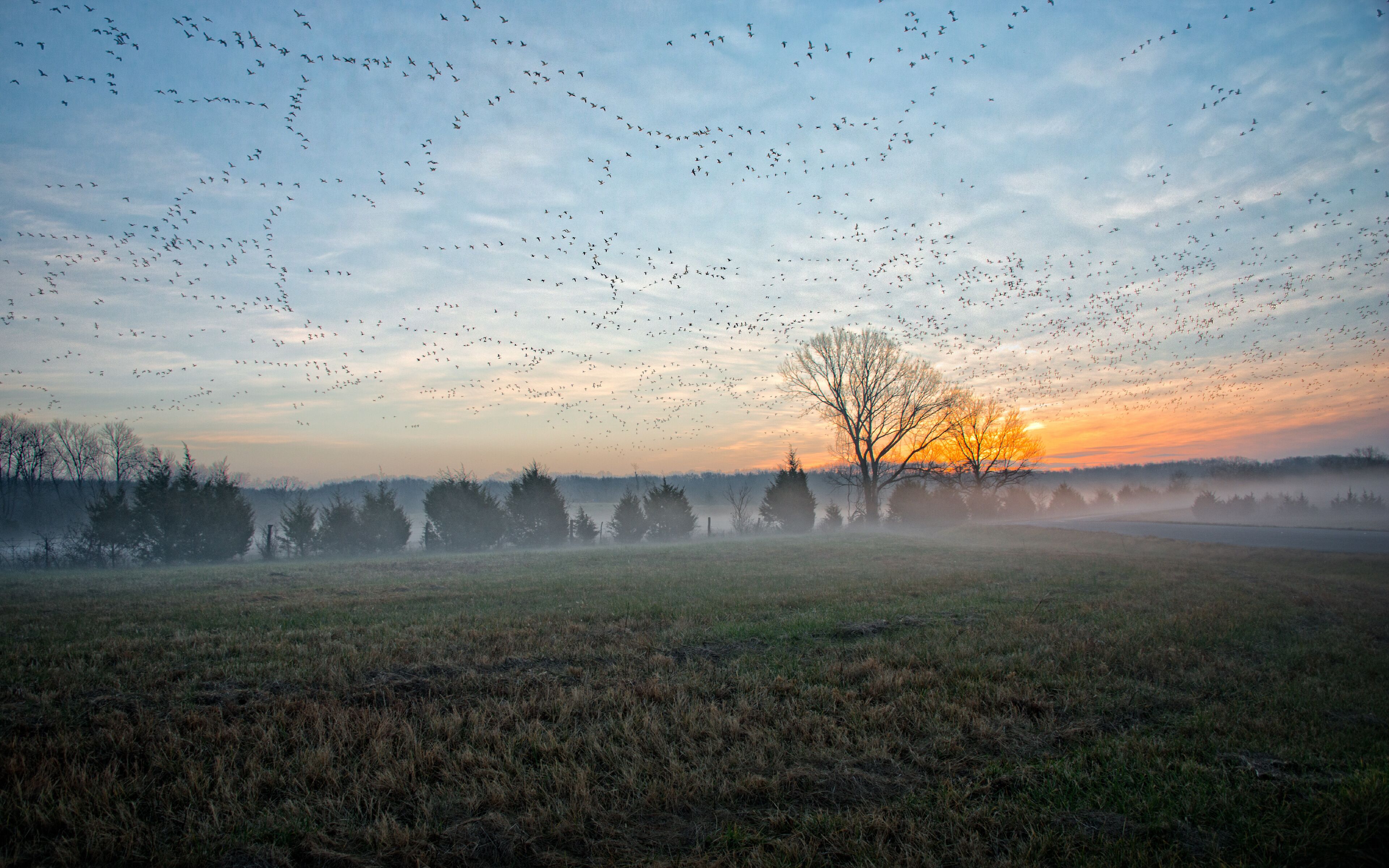 A field with a tree silhouetted against a sunset sky, surrounded by a flock of birds.