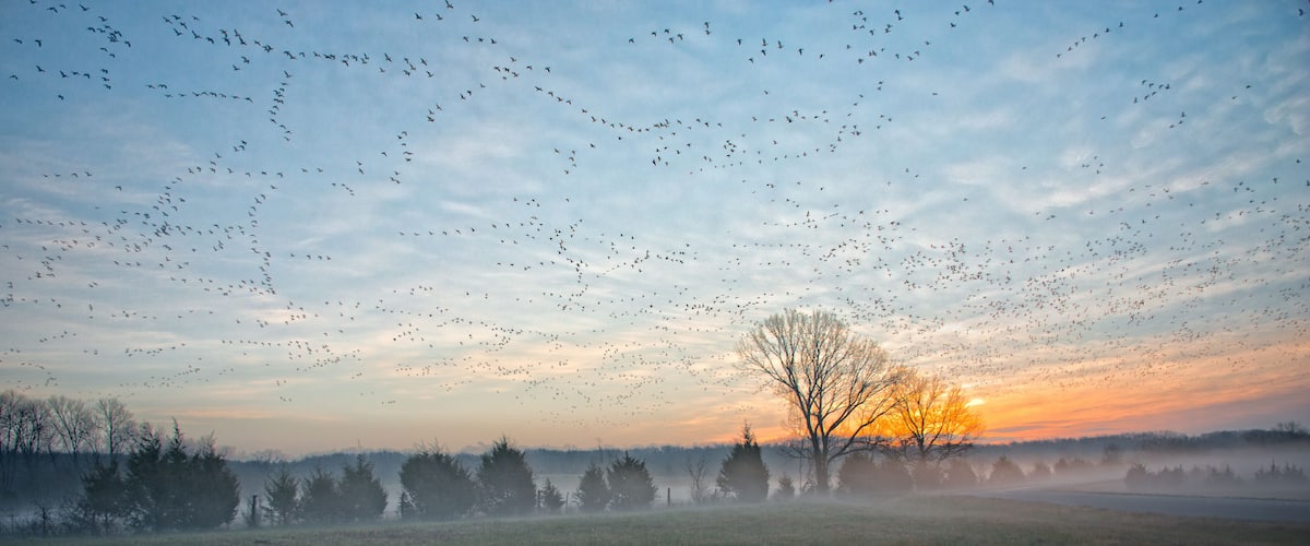 A field with a tree silhouetted against a sunset sky, surrounded by a flock of birds.