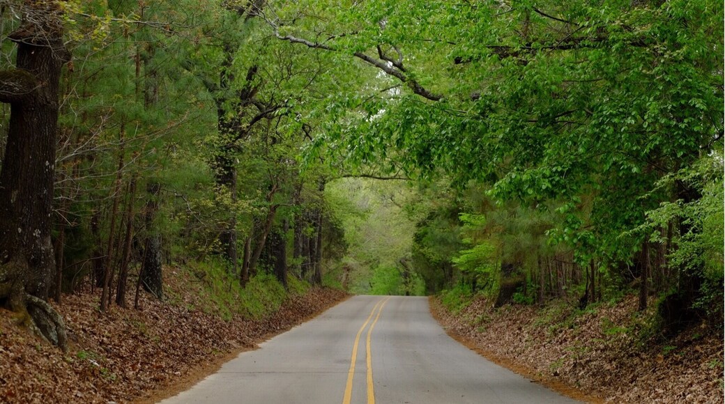 “Sometimes the most scenic roads in life are the detours you didn't mean to take.”
― Angela N. Blount