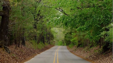 “Sometimes the most scenic roads in life are the detours you didn't mean to take.”
― Angela N. Blount