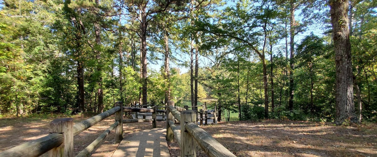 A wooden bridge in a forest with tall trees and a clear sky.