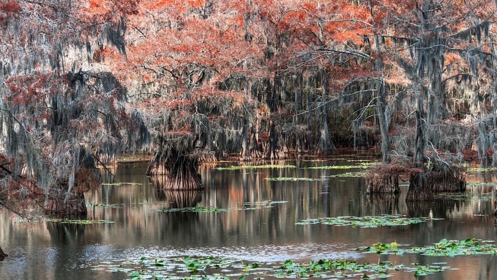 Panoramic view of red Bald Cypress trees in the middle of Caddo lake in Texas.