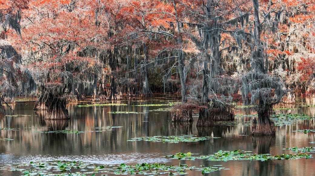 Caddo