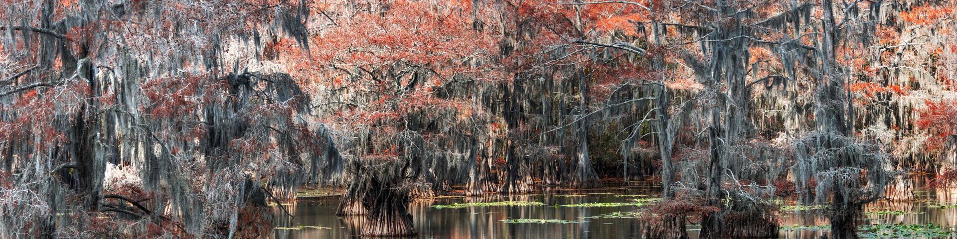 Panoramic view of red Bald Cypress trees in the middle of Caddo lake in Texas.
