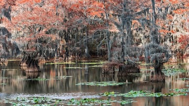 Panoramic view of red Bald Cypress trees in the middle of Caddo lake in Texas.
