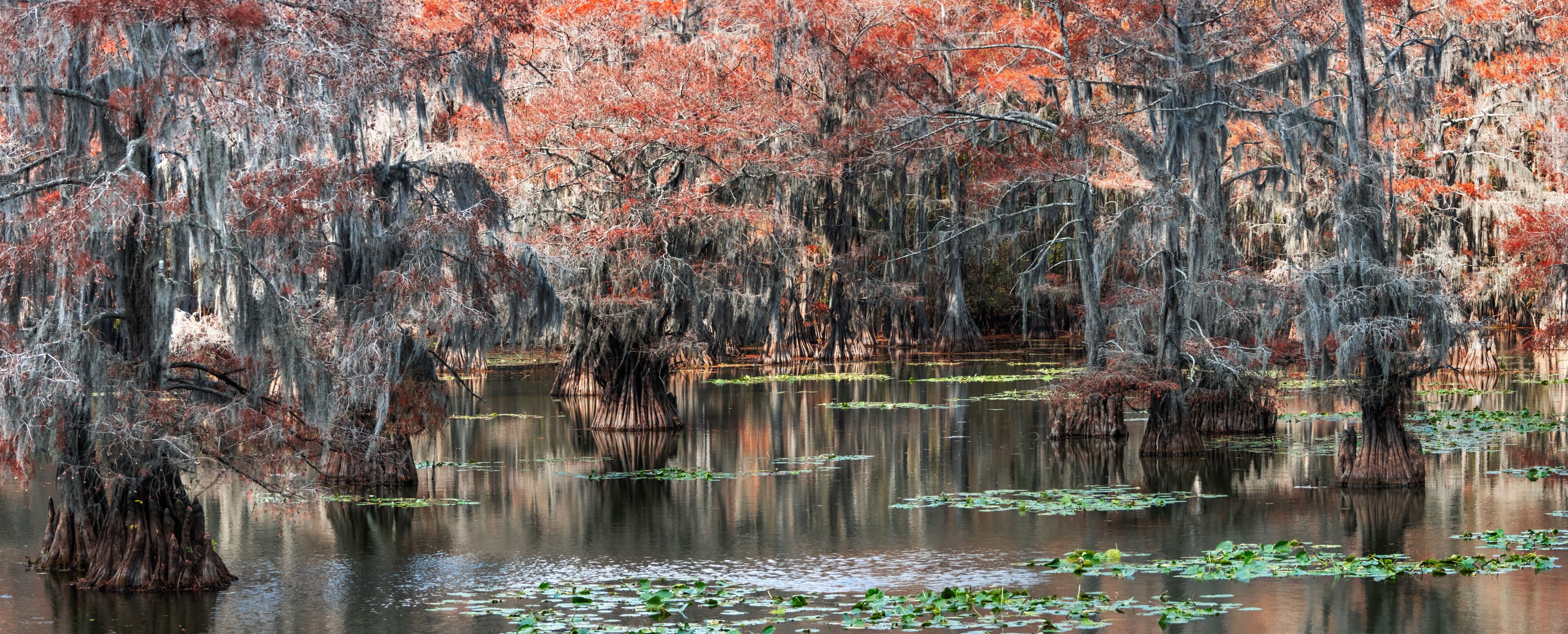 A swamp with trees covered in Spanish moss and lily pads on the water.