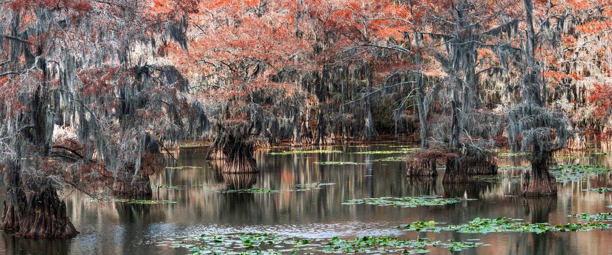 A swamp with trees covered in Spanish moss and lily pads on the water.