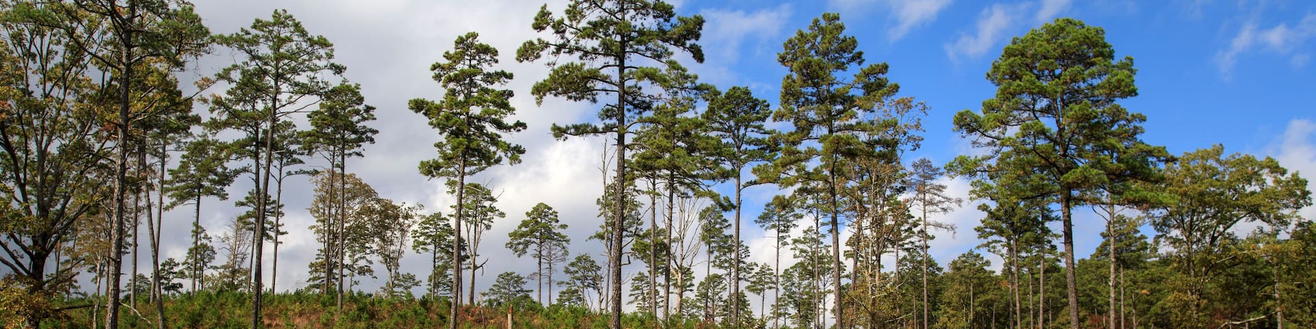 Little pine trees start to grow in a reforestation woodland area