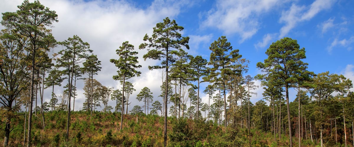 A forest with tall pine trees and a hill in the background.