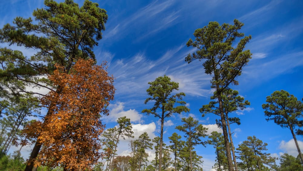 Little pine trees start to grow in a reforestation woodland area