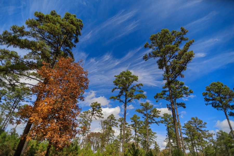 Little pine trees start to grow in a reforestation woodland area