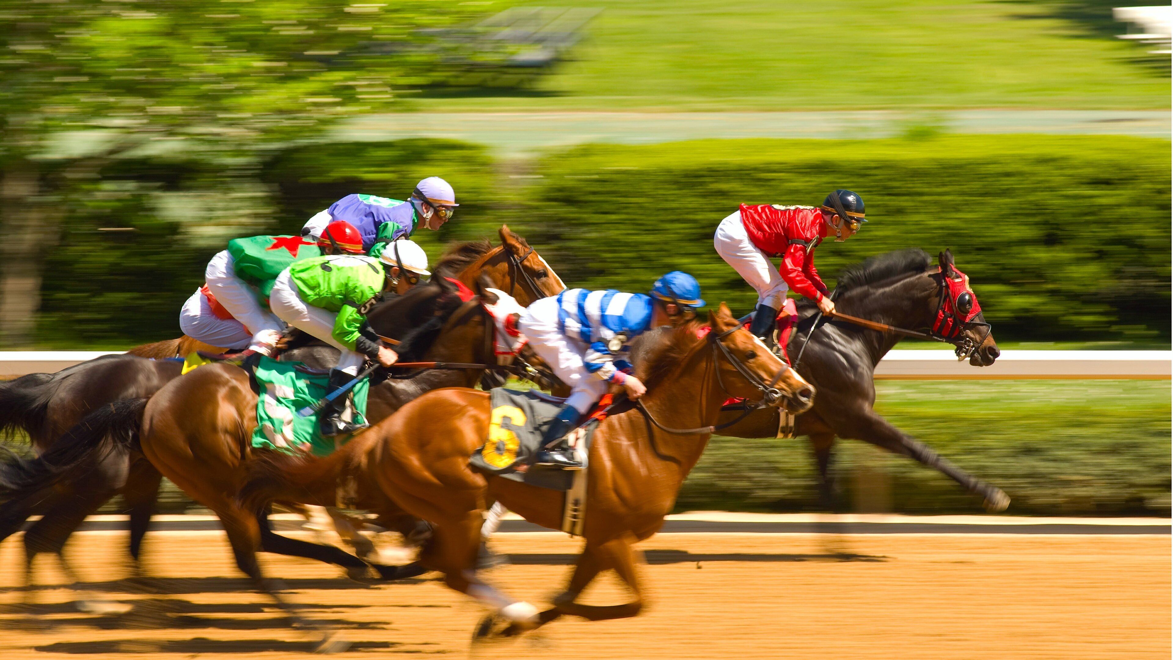 Hot Springs featuring horse riding, a sporting event and land animals