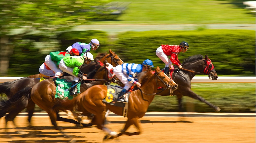 Hot Springs featuring horse riding, a sporting event and land animals