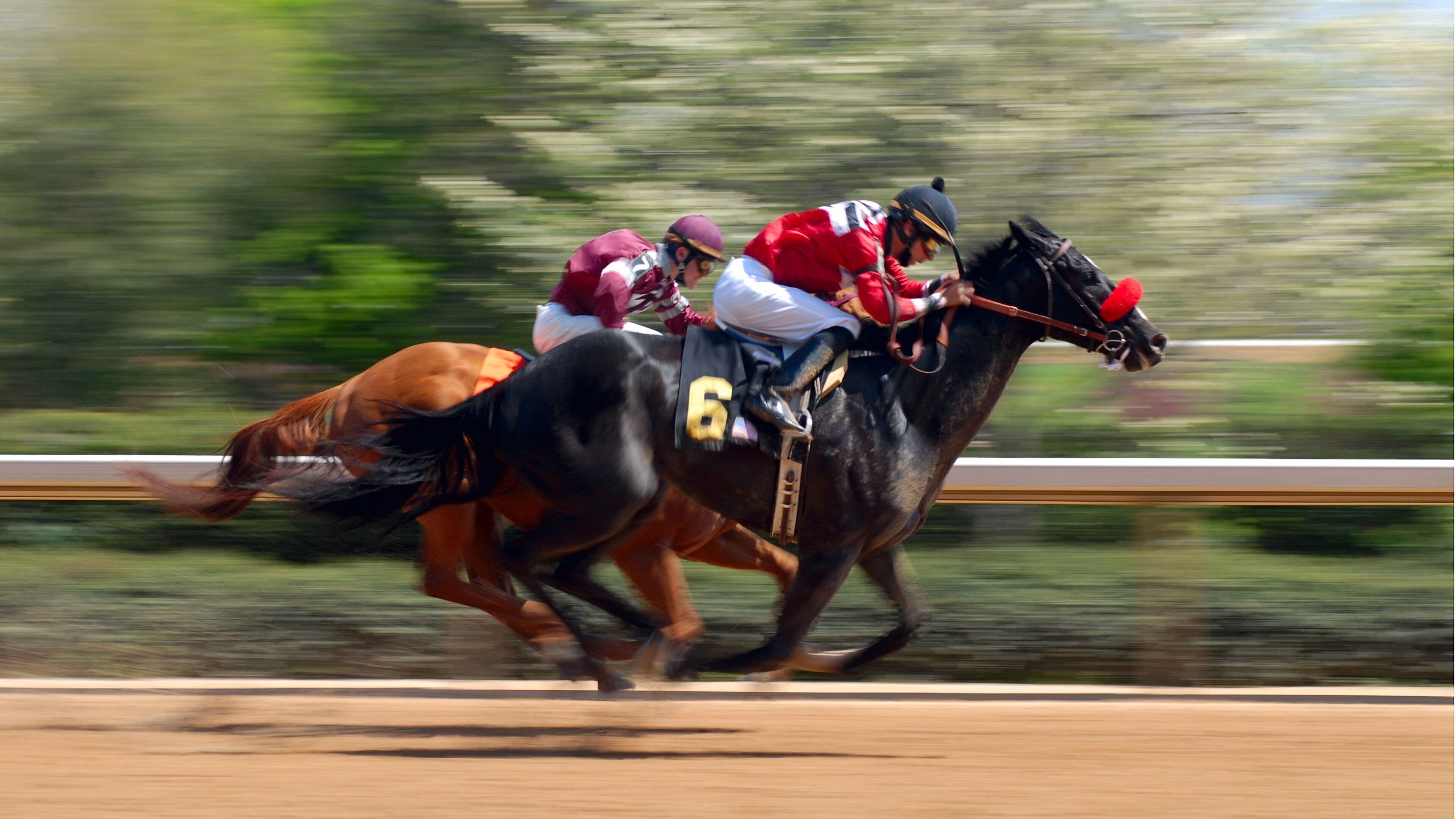 Hot Springs showing horseriding, a sporting event and land animals