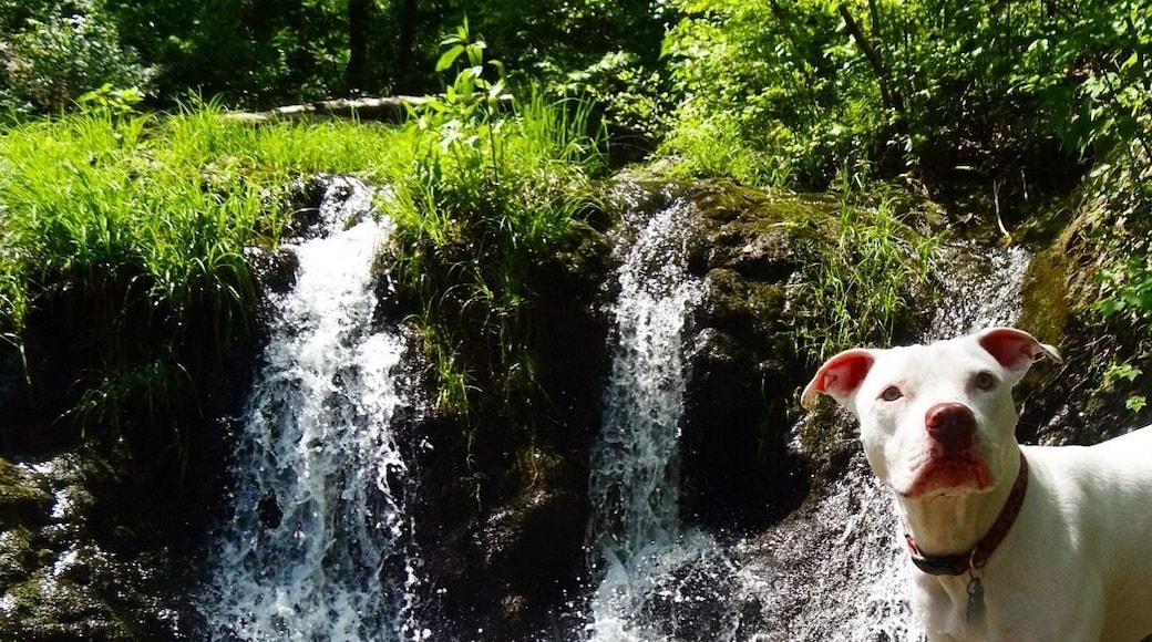 Comté de Hot Spring