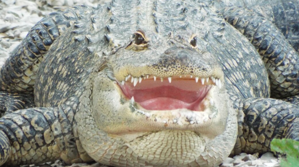 Some fun with gators in Hot Springs, Arkansas.