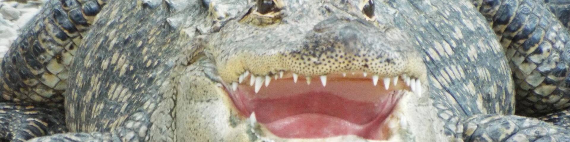 Some fun with gators in Hot Springs, Arkansas.