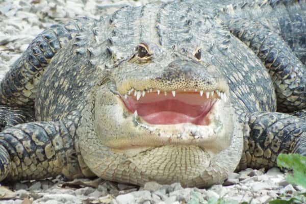 Some fun with gators in Hot Springs, Arkansas.