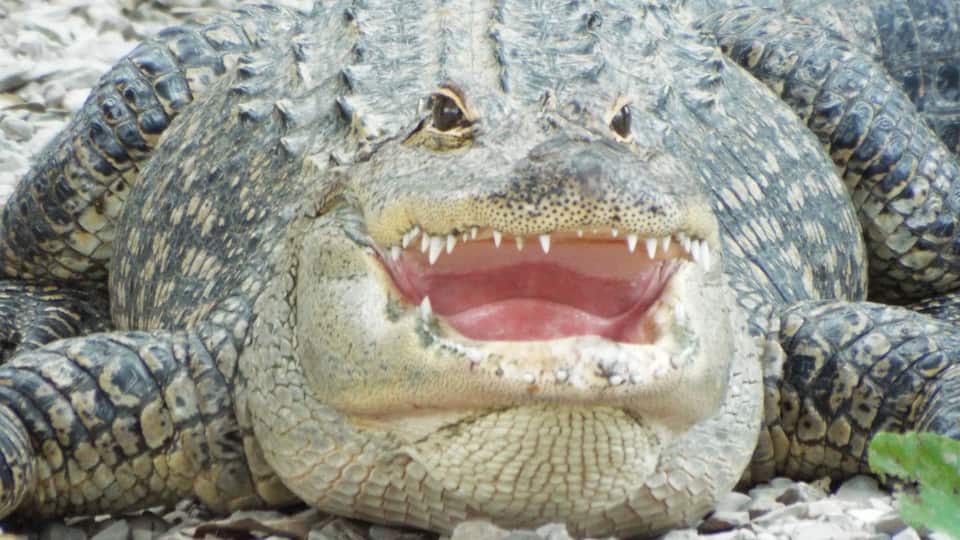 Some fun with gators in Hot Springs, Arkansas.