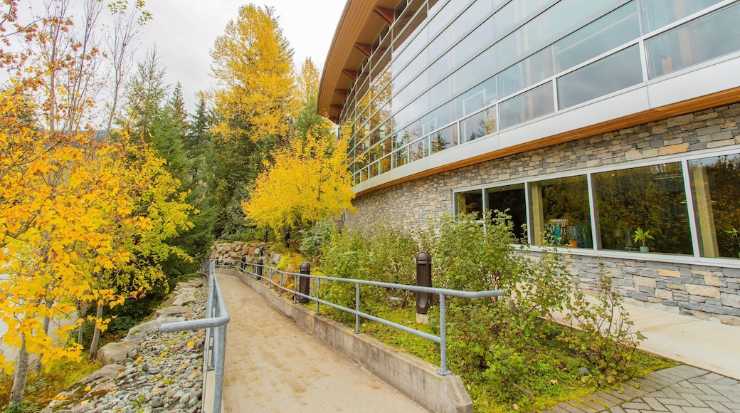 Blackcomb which includes fall colors