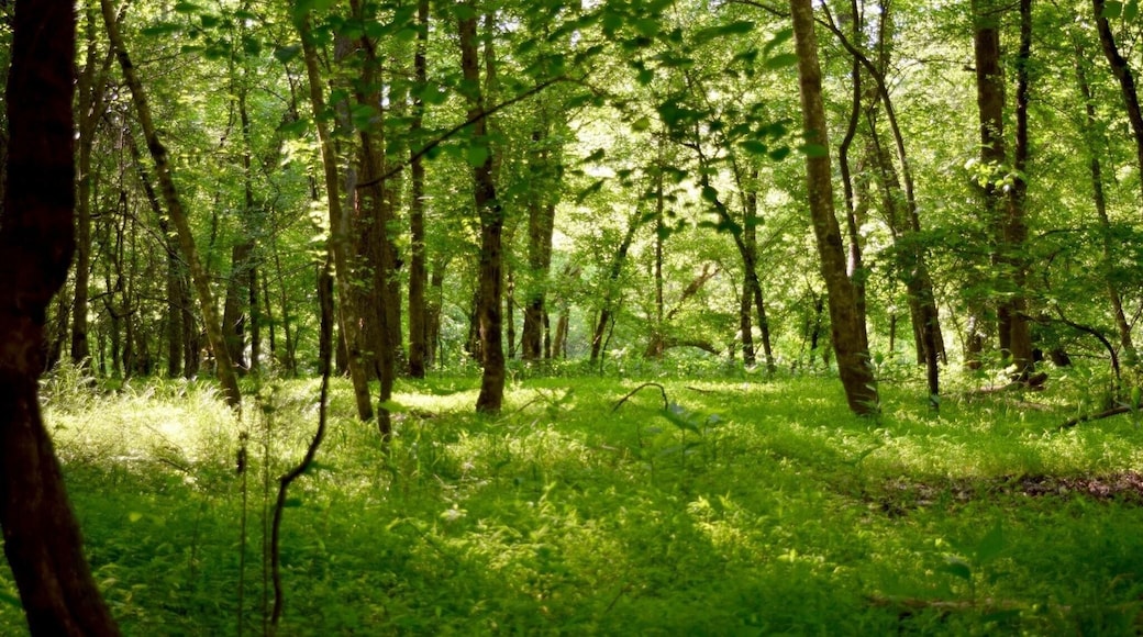 The trail to the river is very short and once you get there it's so pretty! This is part of the "school kids trail" that loops off the river trail