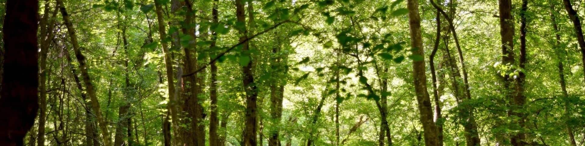 The trail to the river is very short and once you get there it's so pretty! This is part of the "school kids trail" that loops off the river trail