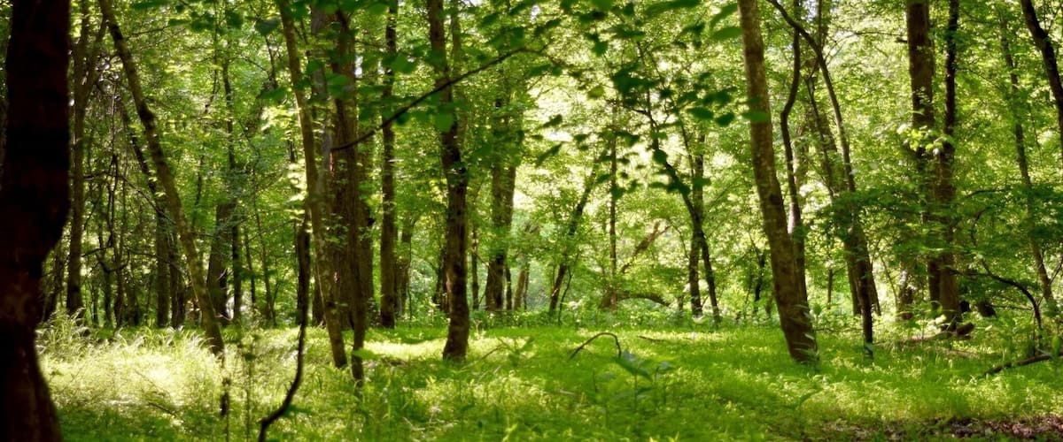 The trail to the river is very short and once you get there it's so pretty! This is part of the "school kids trail" that loops off the river trail