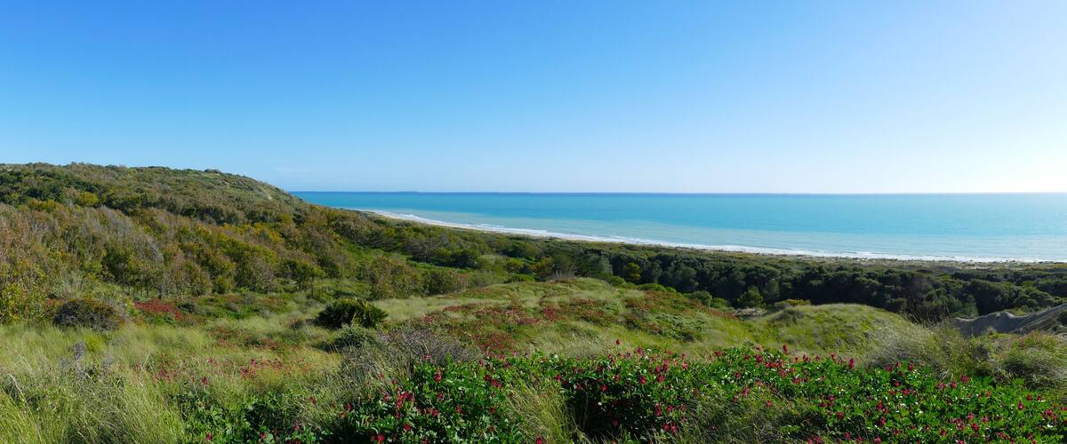 A coastal landscape with a beach, dense forest, and rolling hills.