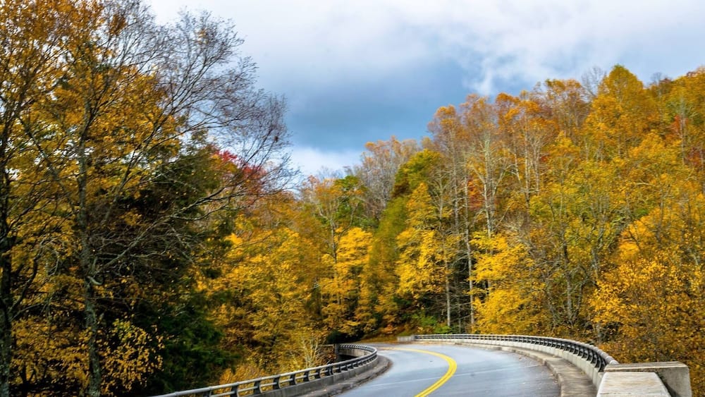 Un chemin sinueux qui traverse une forêt aux couleurs automnales.