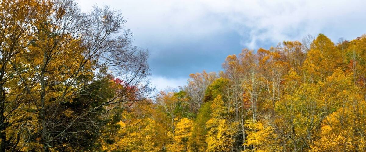 Un chemin sinueux qui traverse une forêt aux couleurs automnales.