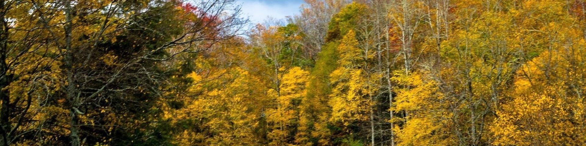 Un camino sinuoso que atraviesa un bosque con follaje otoñal.